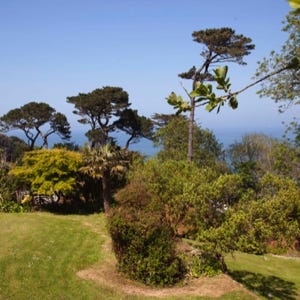 Birdsong garden set amongst the Monteray pines.out and about holiday rental in Cornwall, St Ives, Carbis Bay